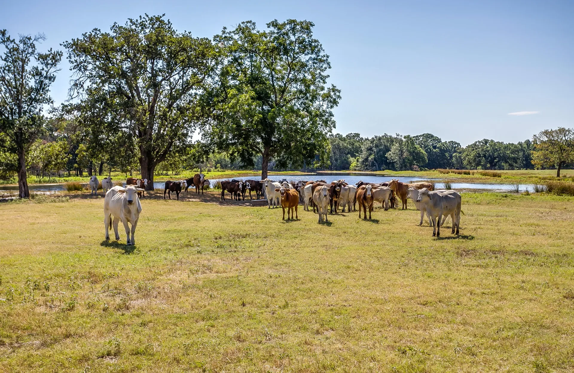 Cattle grazing on expansive Texas ranchland with rolling pastures and open skies, highlighting the state's thriving agricultural industry. This rural property is ideal for livestock operations, sustainable ranching, and land investment, showcasing Texas' rich natural resources and farming opportunities.