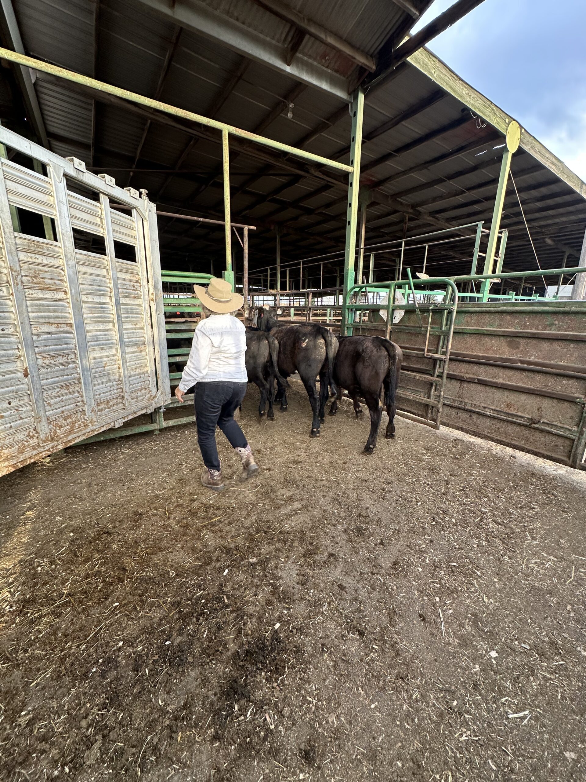 KW Land member assisting with young calves, reflecting hands-on care and living off the land.