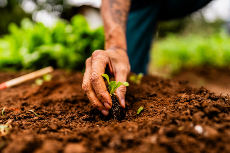 Learn how to start a hobby farm from scratch, including planning, budgeting, choosing crops and animals, legal steps, and sustainable practices to live off the land.