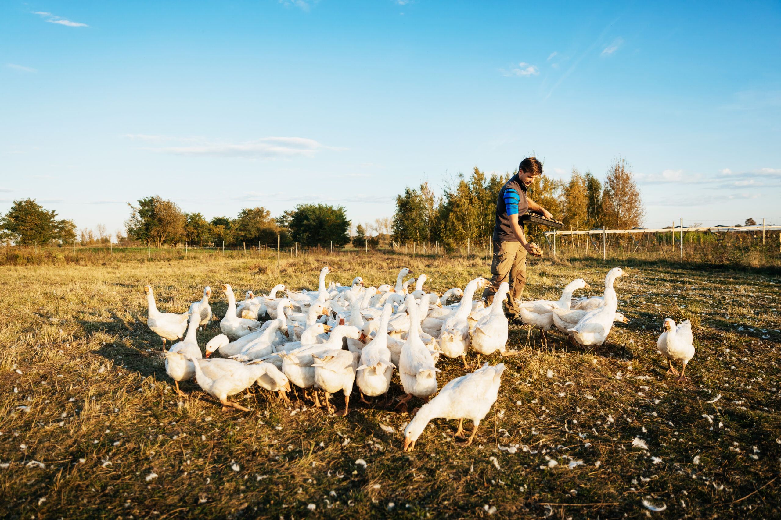 Feeding ducks on a hobby farm, showing one way to start a hobby farm by choosing animals that match your goals and environment.