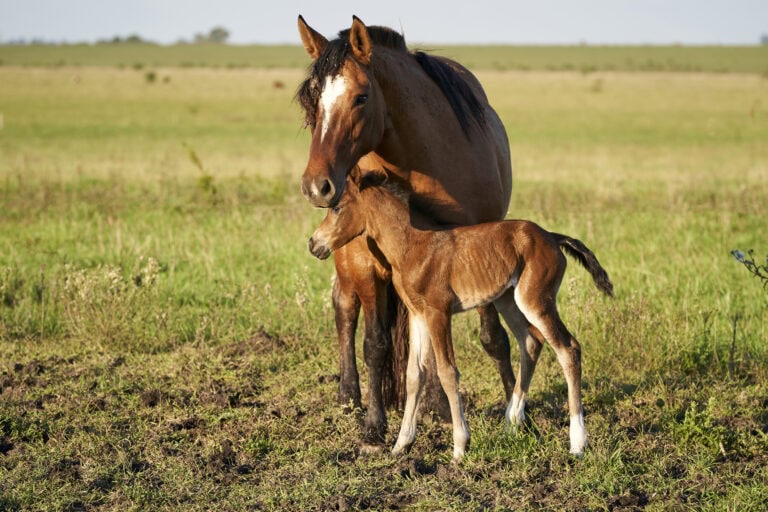 A mother horse nuzzles her foal in a sunlit pasture, symbolizing care, connection, and life on a Northern California family farm.