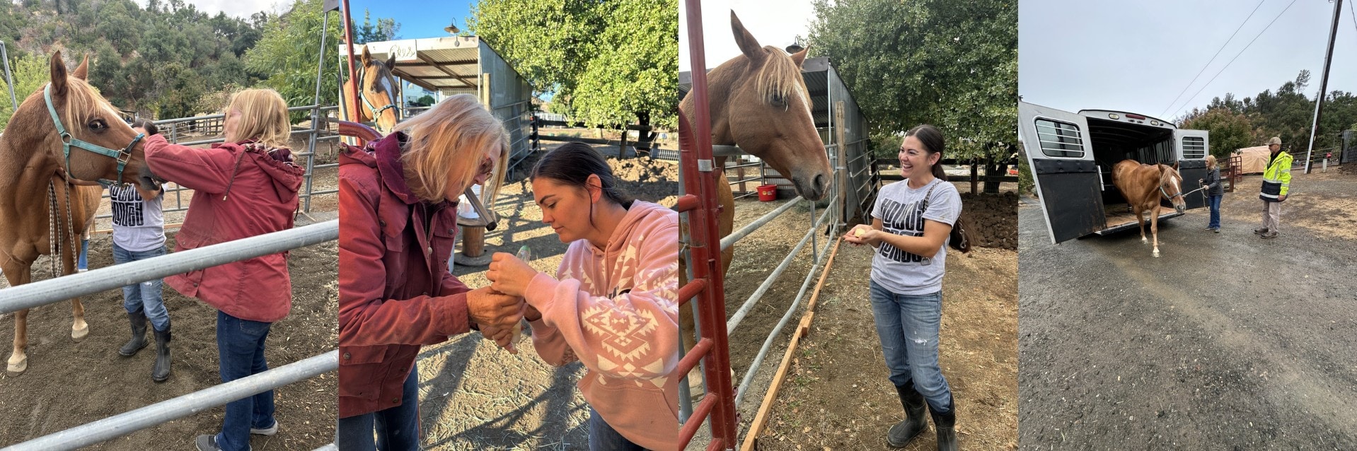 Series of images showing the Padilla family supporting and tending to a horse using hands-on, attentive care.