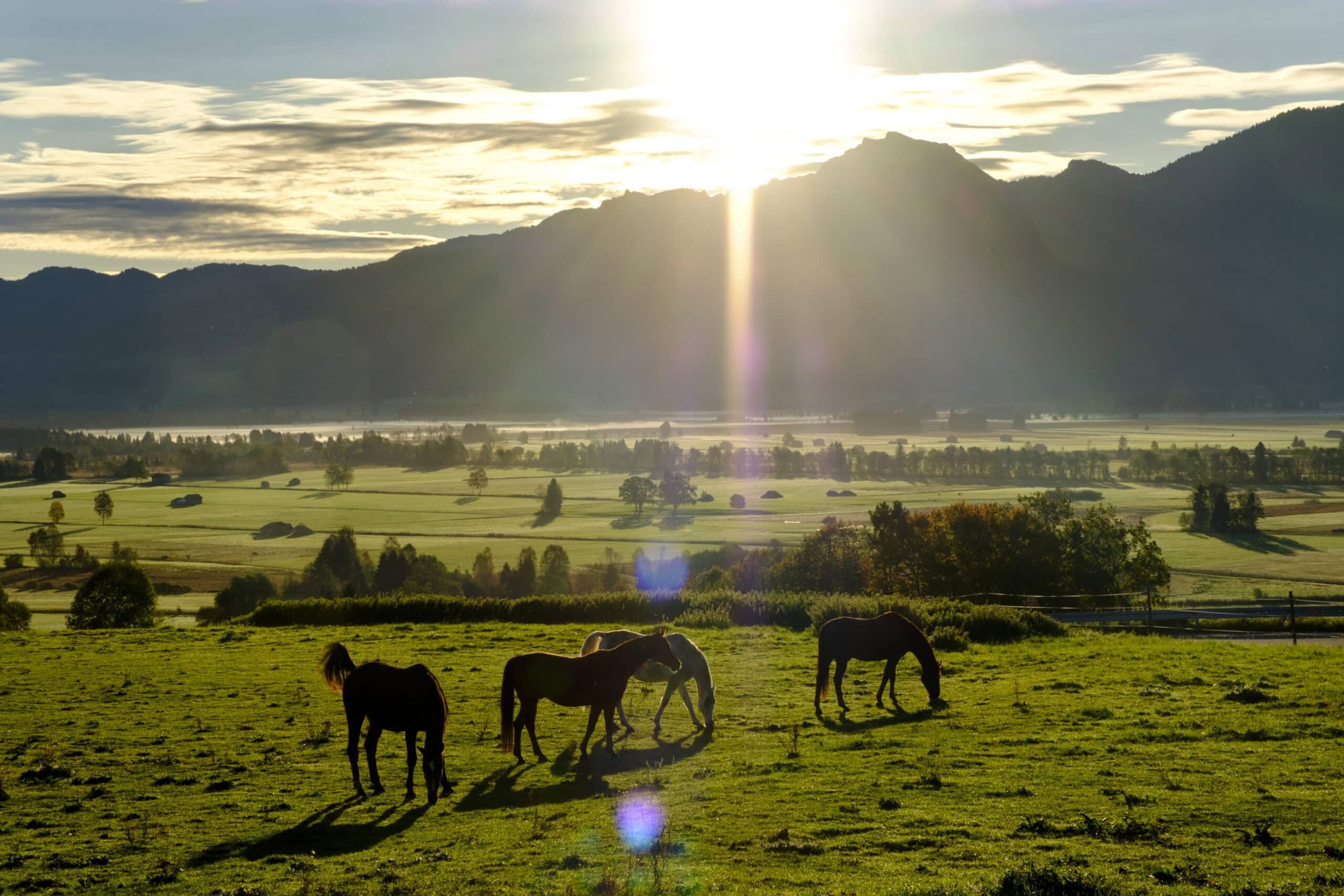 Open grassy pasture with horses grazing under a clear sky, ideal for equestrian property enthusiasts.