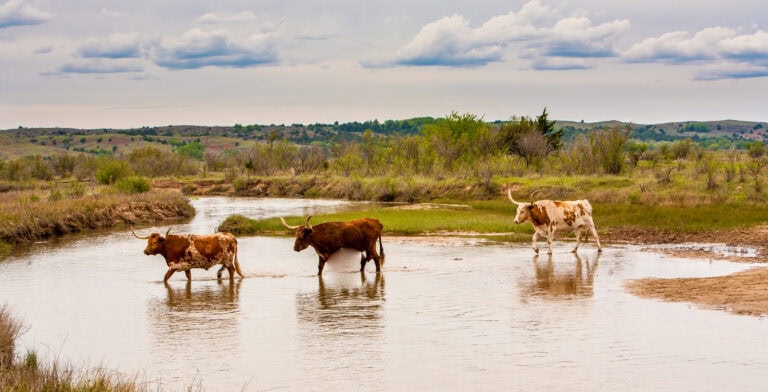 Longhorn cattle walking through water on rural property, illustrating the experience of buying land in Texas.