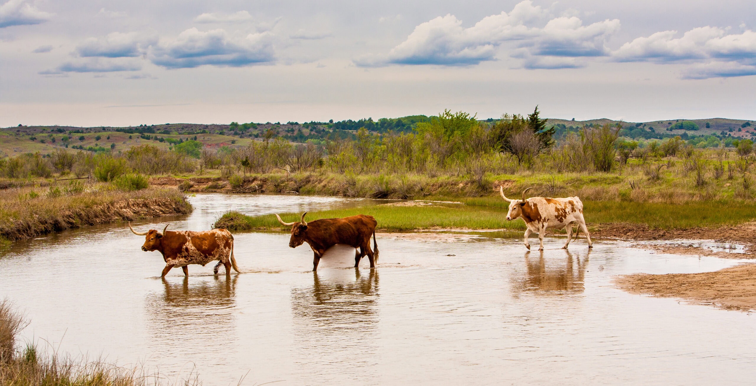 Longhorn cattle walking through water on rural property, illustrating the experience of buying land in Texas.