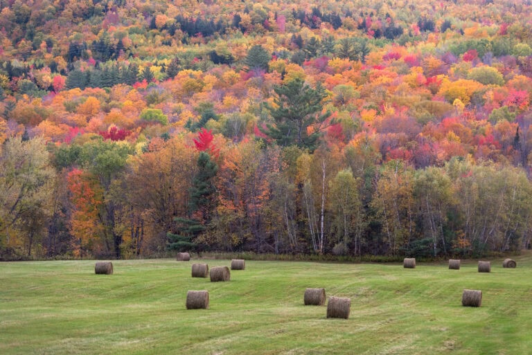 Mixed-use Maine property showing forestland and open fields - example of buying land in Maine